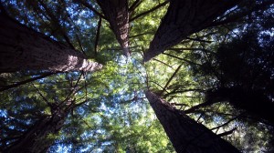 Redwoods in Big Sur, CA