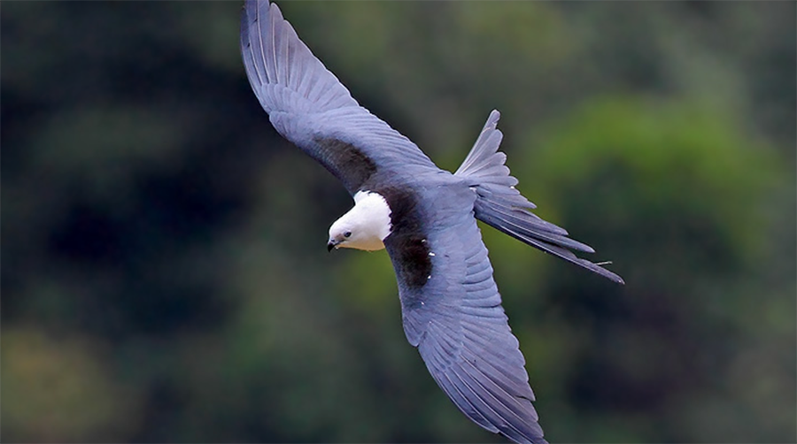 Managing Working Forests to Benefit Iconic Swallow-tailed Kites