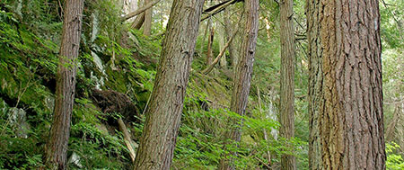 Algonquin_Park_forest