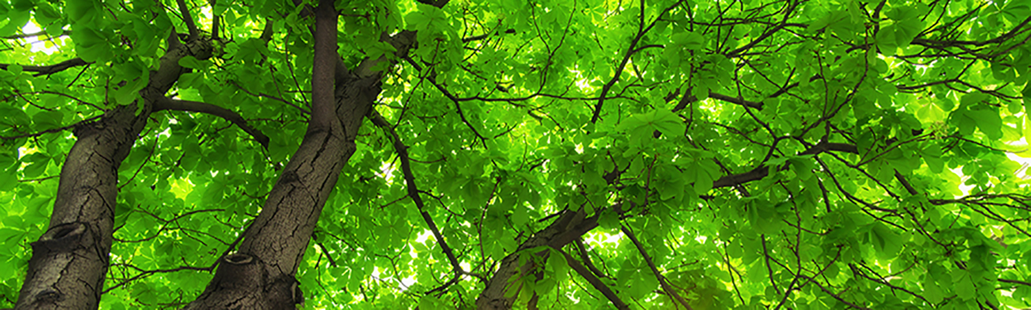 Under big tree.