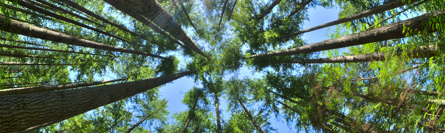 Look up in a dense pine forest