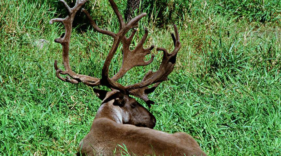 Secret food habitats of caribou suggest habitat improvements