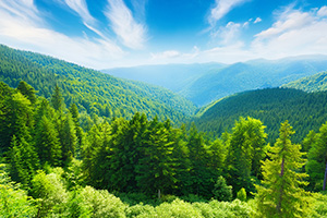 Climate Smart Forestry