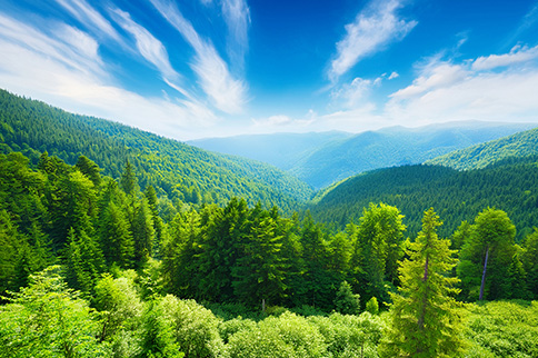 Climate Smart Forestry