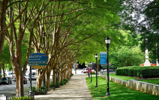 Tree lined sidewalk