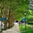 Tree lined sidewalk