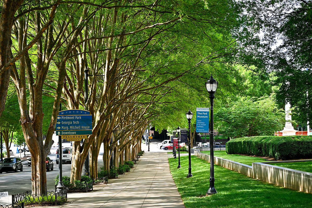 Tree lined sidewalk