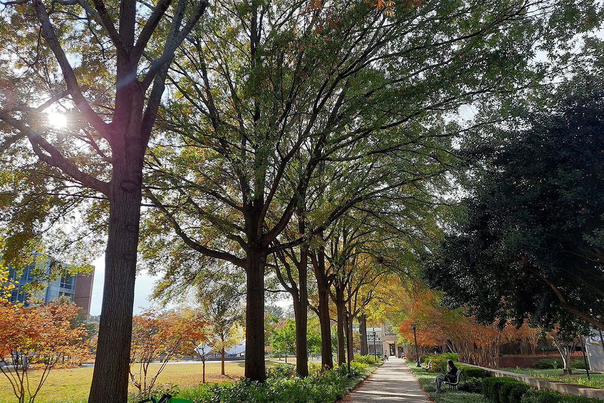 Tree lined sidewalk