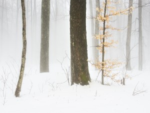 Foggy Winter Woods