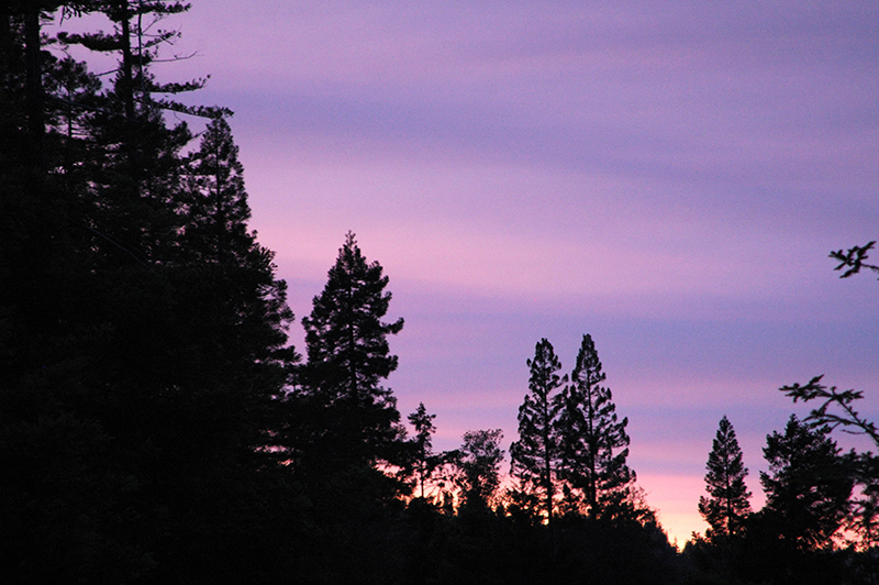 GarciaRiverForest_MatthewGerhart_SFIBlog