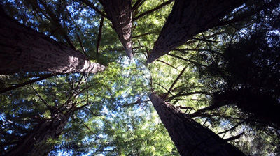 New forest certification standards offer nature-based solutions to the climate crisis