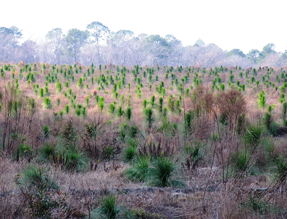 LL seedlings_frontpage