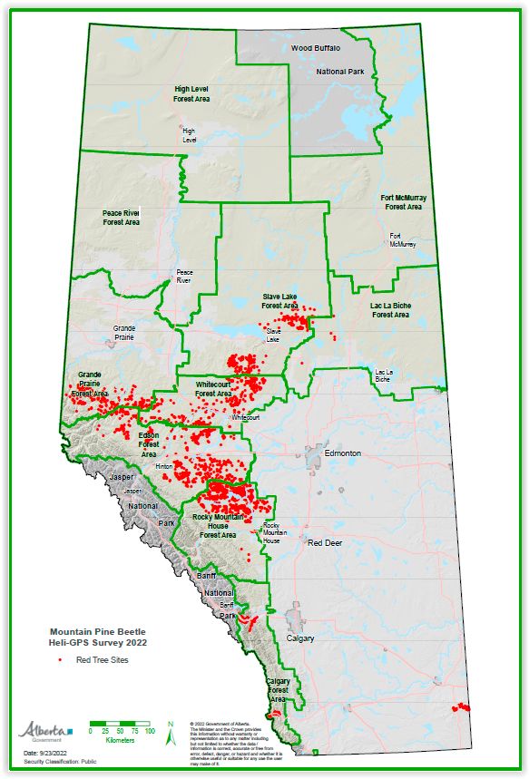 Forester's Blog: Mountain Pine Beetles - A Threat to Forests Across the ...