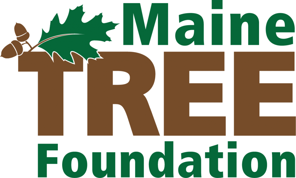 MTreeFound_logo