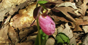budding flower