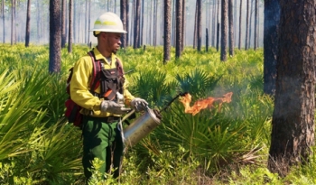 Wildfire management person in forest