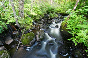 Forest certified to SFI in New Brunswick, Canada. Photo: Phil Riebel
