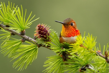 hummingbird on pine branch