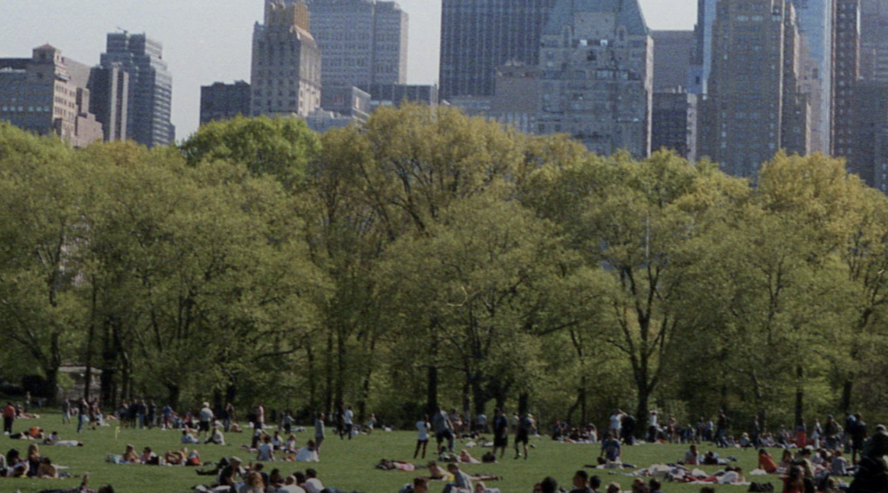 SFI’s New Standard Aims to Bring Holistic Protection to Urban Forests