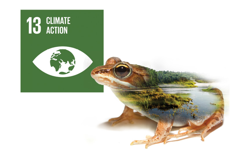 SDG_13-800×533