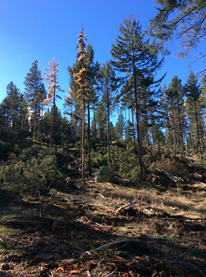 Forest health thinning on DNR managed lands
in the Manastash-Taneum project area.
(Photo: Washington DNR)