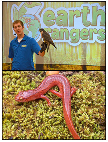 Top: Birds of Prey; Bottom: Spring salamander