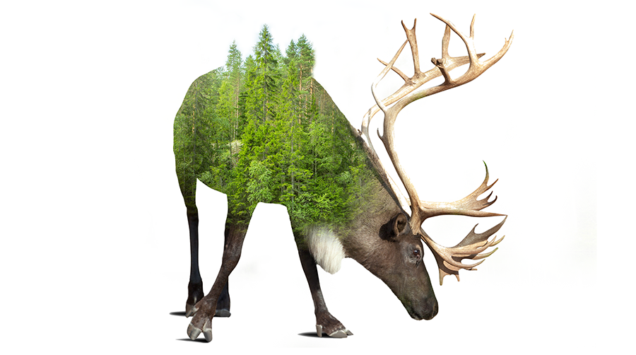 Conservation of Biological Diversity