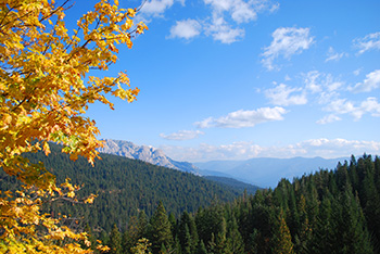 Sierra Pacific Industries land in California certified to SFI. Photo: Mark Lathrop