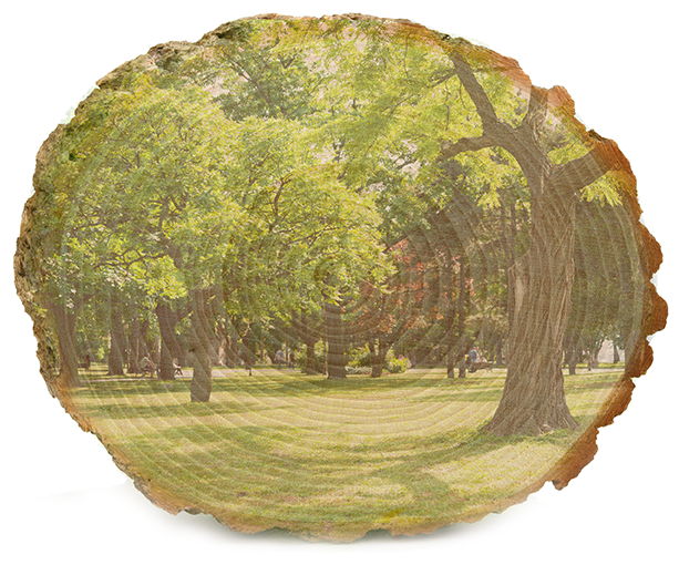 Tree_Urban-Forestry_web