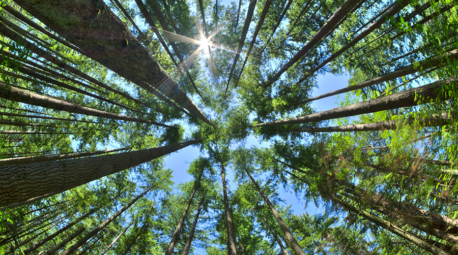 Climate Smart Forestry