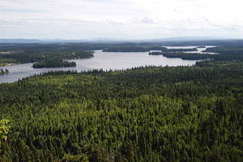 Water and forest scene