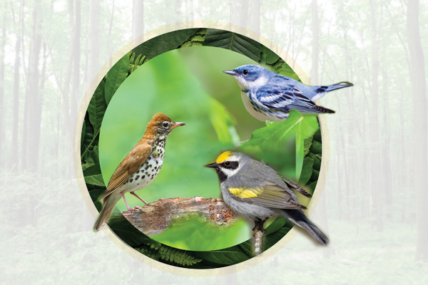 SFI Awarded NFWF Grant To Enhance Songbird Habitat In West Virginia ...