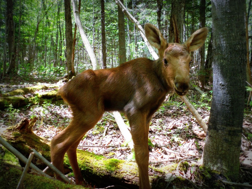 calf moose