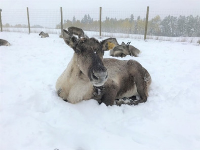 A research herd of woodland caribou have been used to document the nutritional needs and dynamics in habitats in BC and northern Ontario. (photo D. Sleep)