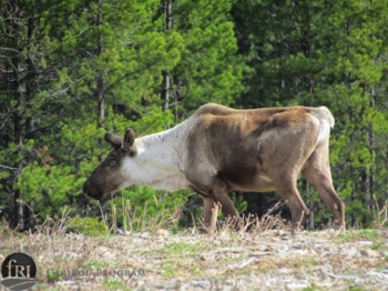 Caribou in a field
