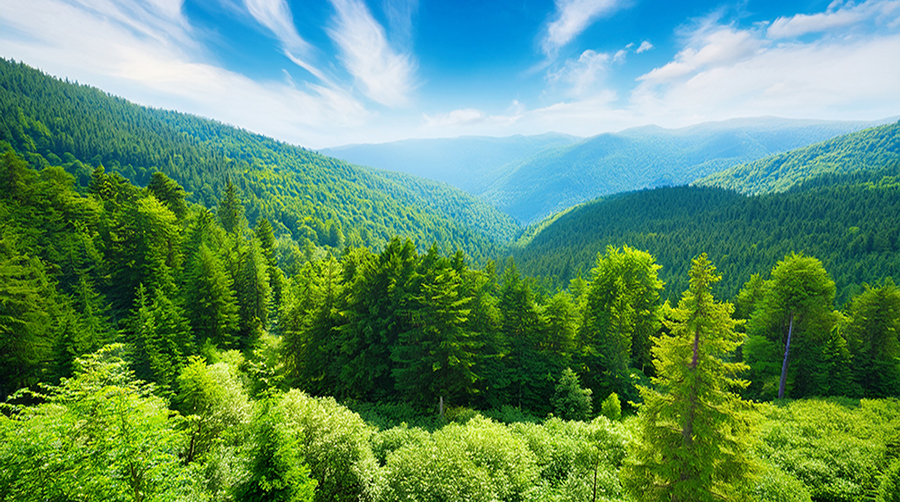 Climate Smart Forestry