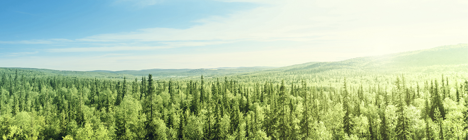 forestpic2_1550x451