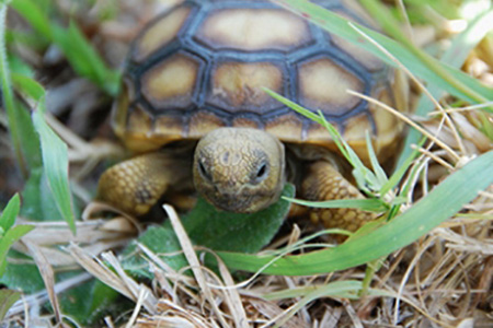 Gopher Tortoise image 