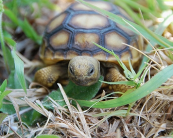Turtle in grass