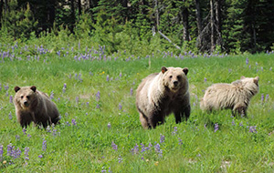 3 Grizzly bears
