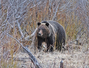 Grizzly bear in the forest
